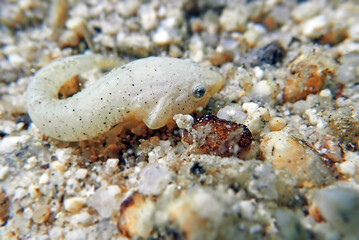 Two-spotted clingfish - (Diplecogaster bimaculata)