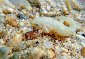 Two-spotted clingfish - (Diplecogaster bimaculata)