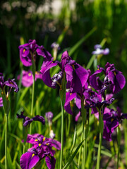 Iris ensata ( Latin- Iris ensata ) is a species of plant of the genus Iris