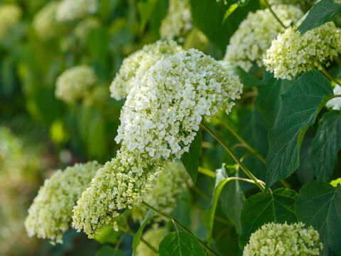 Hydrangea arborescens Annabelle is a stunning hydrangea with large creamy‑white inflorescences more than 30 cm in diameter.