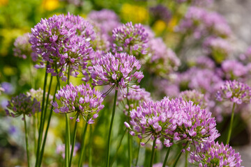 Allium Flowers (Allium Millenium) in spring garden, Growing bulbs in the garden