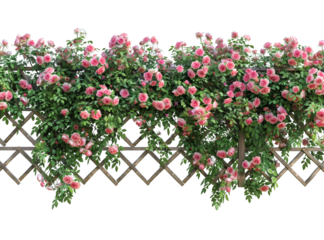 Beautiful pink roses climbing over a wooden lattice fence, showcasing vibrant blooms and lush green foliage in a garden setting.
