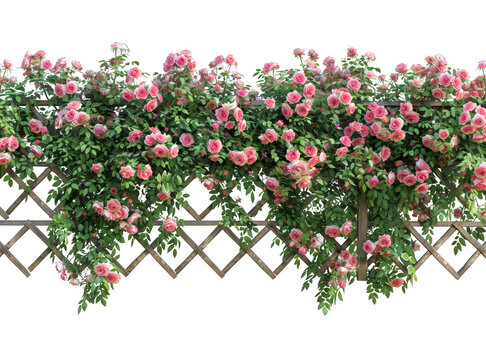 Beautiful pink roses climbing over a wooden lattice fence, showcasing vibrant blooms and lush green foliage in a garden setting.