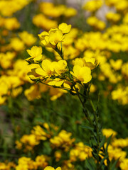Linum flavum, the golden flax or yellow flax, is a species of flowering plant in the family Linaceae