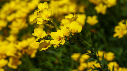 Linum flavum, the golden flax or yellow flax, is a species of flowering plant in the family Linaceae