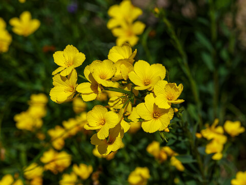 Linum flavum, the golden flax or yellow flax, is a species of flowering plant in the family Linaceae_8.jpg, Linum flavum, the golden flax or yellow flax, is a species of flowering plant in the family 