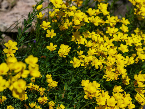 Linum flavum, the golden flax or yellow flax, is a species of flowering plant in the family Linaceae_8.jpg, Linum flavum, the golden flax or yellow flax, is a species of flowering plant in the family 