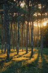 Fototapeta premium Detailed image of a grove of trees with trunks made of a transparent, glass-like material,