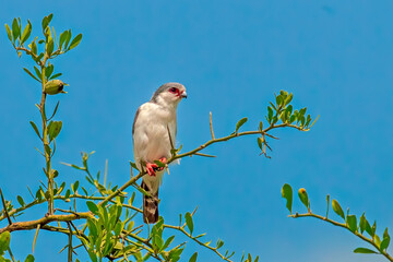 PygmyFalconPerchedonBranch