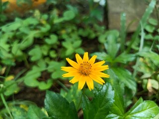 Yellow Flower Chichewa Colorful, Nature, Natural flower