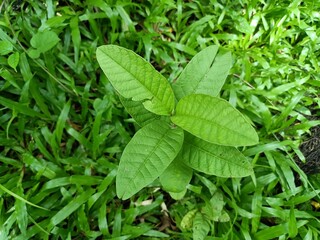 Psidium is a genus of trees and shrubs in the family Myrtaceae. It is native to warmer parts of the Western Hemisphere.