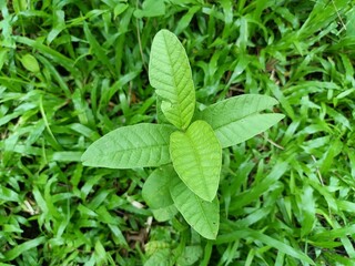 Psidium is a genus of trees and shrubs in the family Myrtaceae. It is native to warmer parts of the Western Hemisphere.