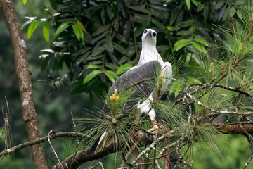 The white-bellied sea eagle perched on a tree