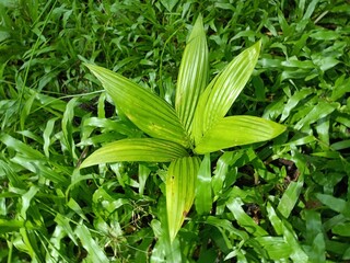 Obraz premium Areca catechu is a species of palm native to the Philippines cultivated for areca nuts. 