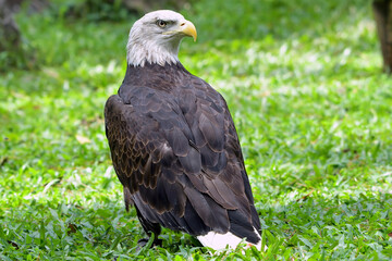 Close up of a bald eagle