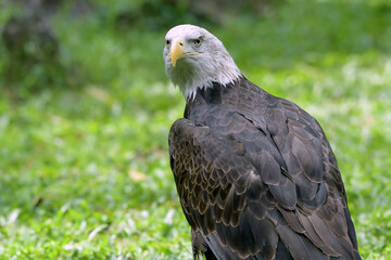 Close up of a bald eagle
