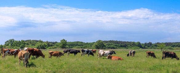 Cows grazing in green pasture