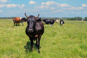 Cows in green pasture on sunny day