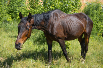Brown horse standing in a green field