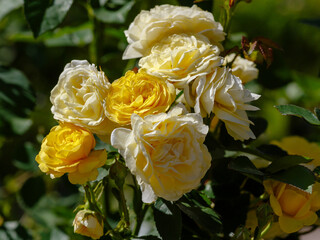 Yellow rosa Golden Border is a floribunda rose variety