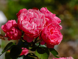 Rosa Leonardo da Vinci is a floribunda rose variety
