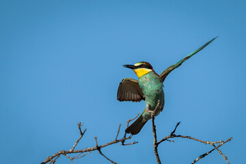 European bee-eater (Merops apiaster).  Bird in its natural environment.