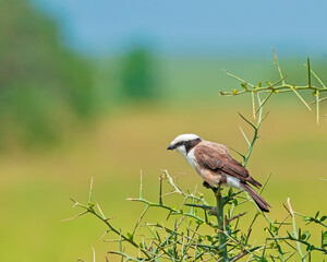 White-rumped  Helmet Shrike Seated on Thorny Branch