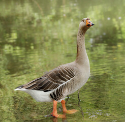 A single goose standing in shallow water, its body reflected in the water. The goose has a grey body and orange beak and legs
