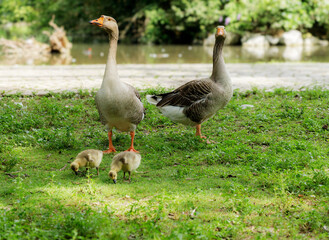 Two adult geese with their two goslings on a grassy area near a pond. The geese are alert, watching their young as they forage