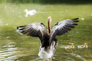 A goose spreading its wings wide, standing in the water. Nearby, two ducklings swim, with other birds in the background