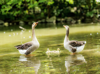 Two geese standing in the water with two goslings. The scene is serene, with the geese watching over their young in a tranquil pond setting