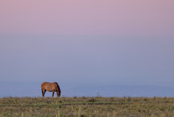 Beautiful Wild Horse in the Pryor Mountains Montana in Summer