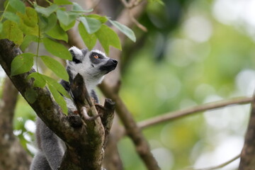 lemur