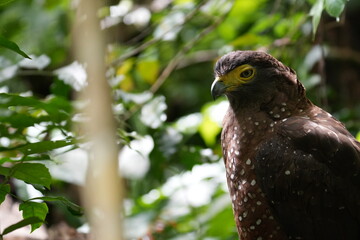 Crested Serpent Eagle