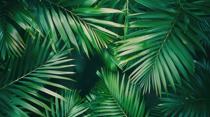 Fototapeta premium A detailed view of palm leaves with intricate patterns and textures