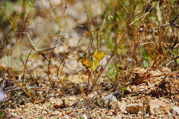 mariposas reproduciéndose
