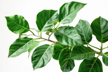 Fototapeta premium A detailed view of a plant's green leaves, ideal for botanical or scientific uses