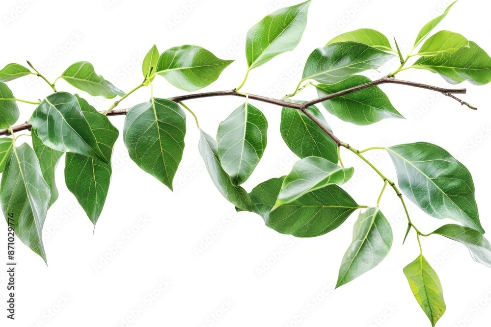 Poster a close-up shot of a tree branch with lush green leaves, perfect for nature-inspired designs and con