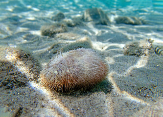 Sand sea urchin - Echinocardium mediterraneum