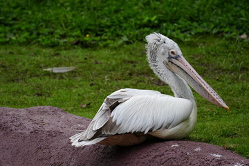 pelican