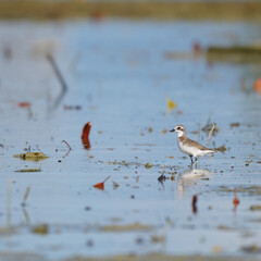 Lesser Sand Plover