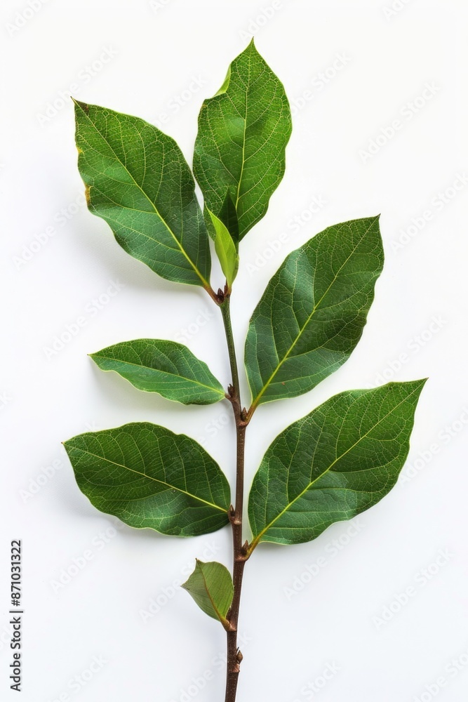 Poster Close-up of a green leaf branch on a white surface, ideal for use as a design element or illustration in various contexts