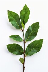 Fototapeta premium Close-up of a green leaf branch on a white surface, ideal for use as a design element or illustration in various contexts