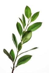Obraz premium Close-up of a plant with bright green leaves on a white background, suitable for illustrations, designs, and photography