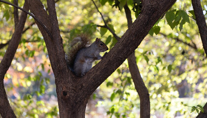Wildlife nature. Gray squirrel in forest. Eastern gray squirrel outdoor. Wild animal in nature. Squirrel on the tree. Rodent animal fauna. Autumn scene with Sciurus rodent animal. Pet rodents