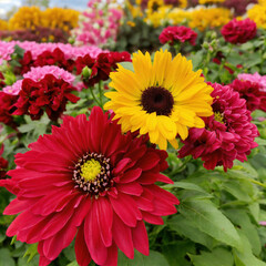 red and yellow chrysanthemum