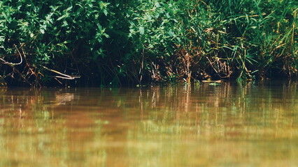 Fototapeta premium Riverbank Vegetation Reflecting Water Close-Up Natural Light