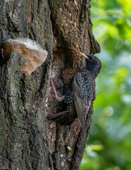 szpak zwyczajny (Sturnus vulgaris) przy dziupli z gniazdem © Henryk Niestrój
