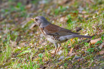 Kwiczoł (Turdus pilaris) gatunek średniej wielkości ptaka wędrownego z rodziny drozdowatych © Henryk Niestrój