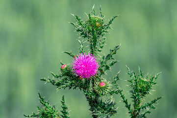 kwitnący oset podobny do ostropestu plamistego